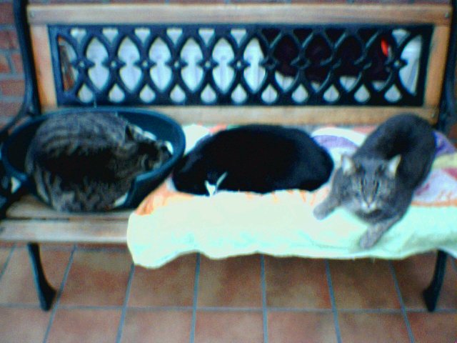 mycats.jpg